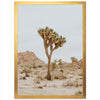 Joshua Tree II - Shutter and Frame