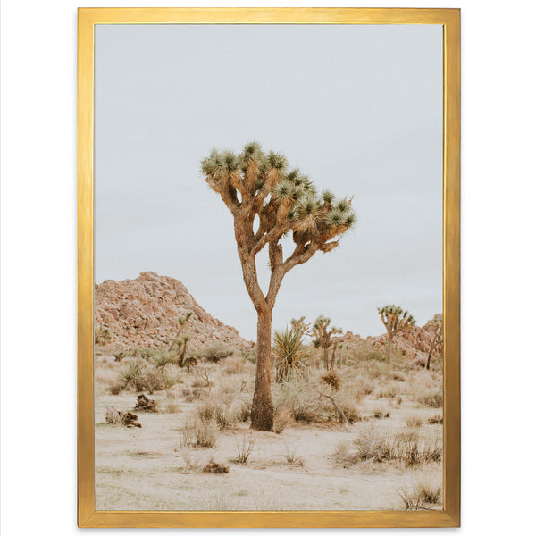 Joshua Tree II - Shutter and Frame