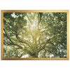 Tree of Life - Shutter and Frame