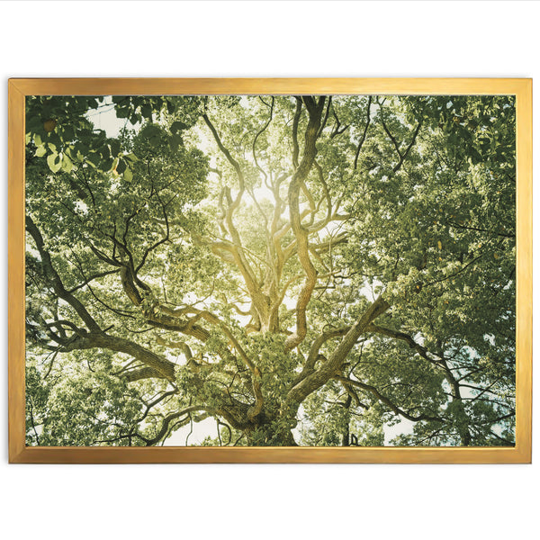 Tree of Life - Shutter and Frame