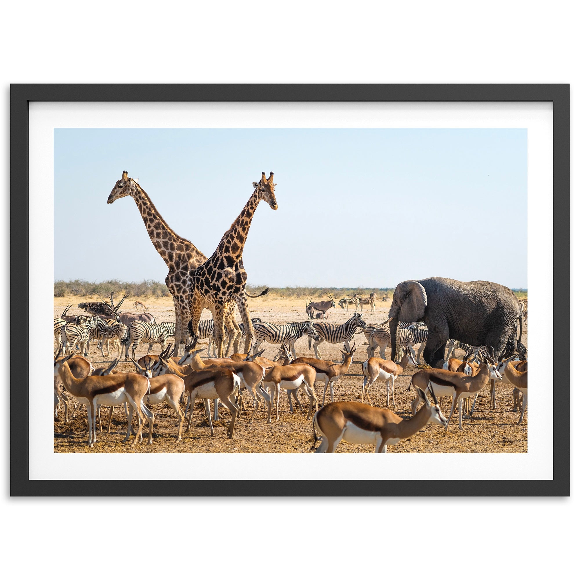 Africa - Shutter and Frame
