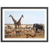 Africa - Shutter and Frame