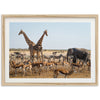 Africa - Shutter and Frame