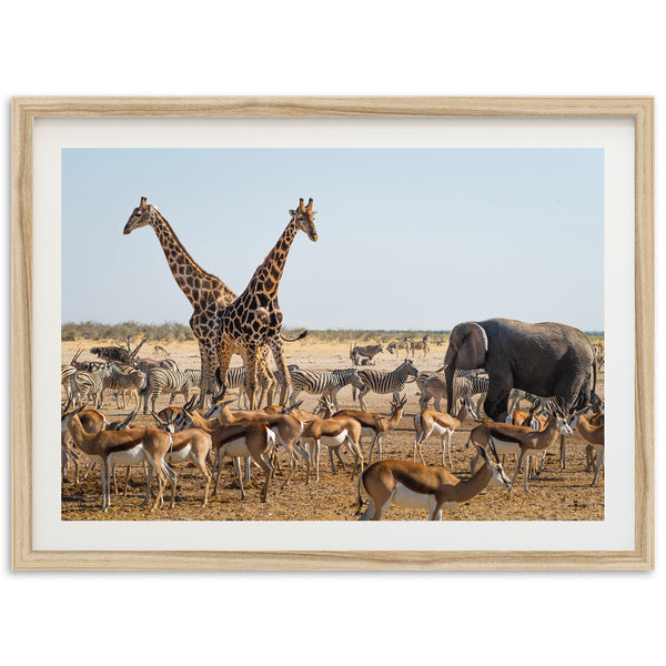 Africa - Shutter and Frame