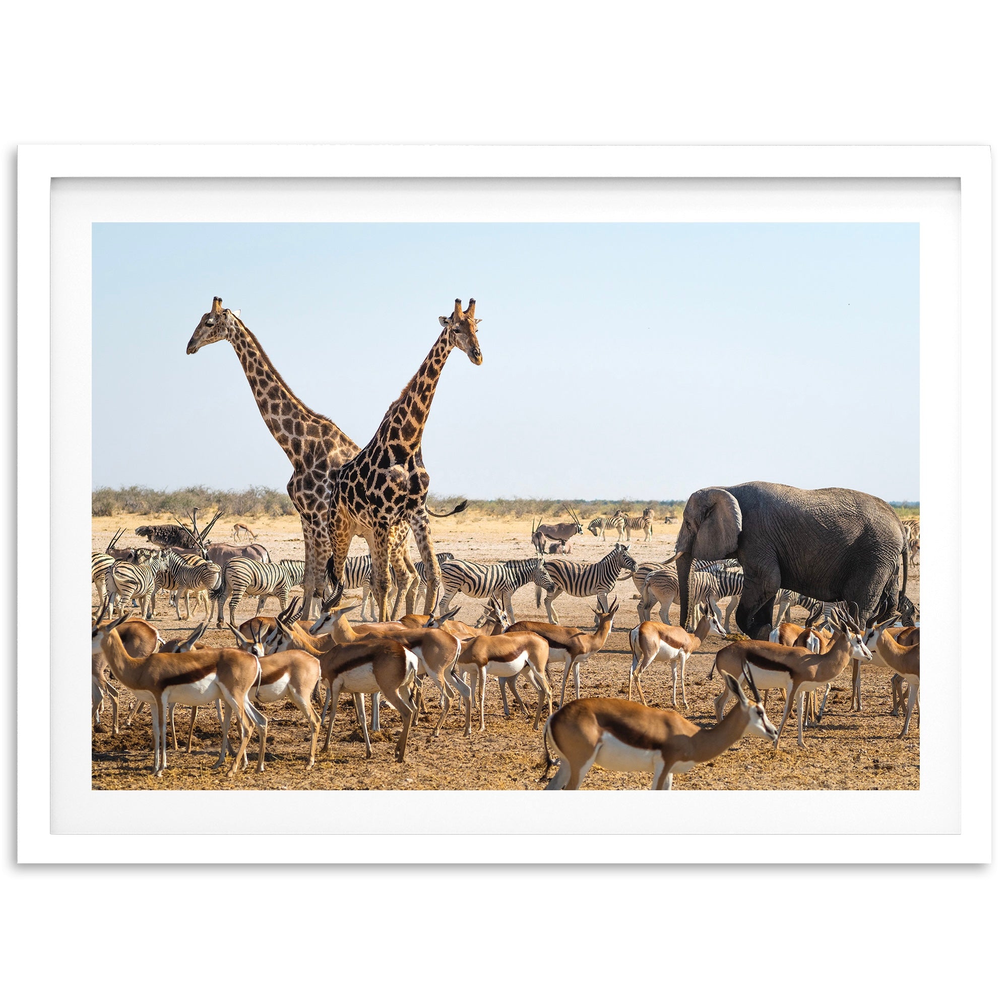 Africa - Shutter and Frame