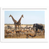Africa - Shutter and Frame