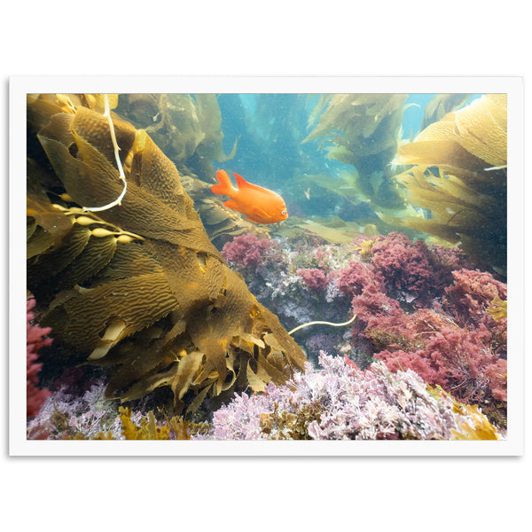 Garibaldi