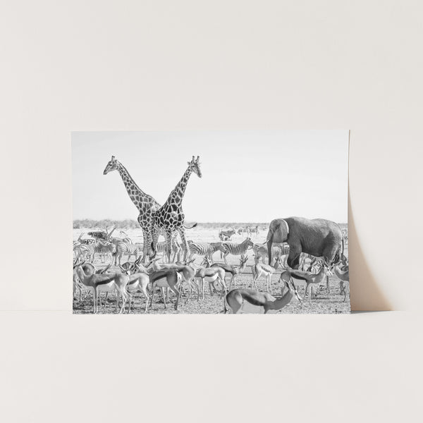 Safari