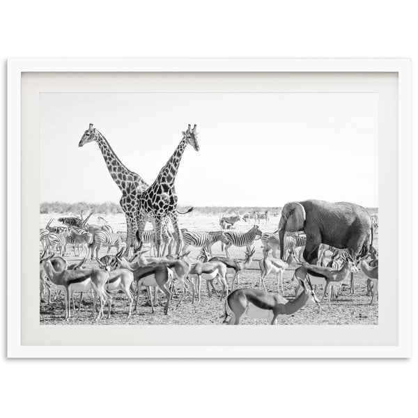 Safari