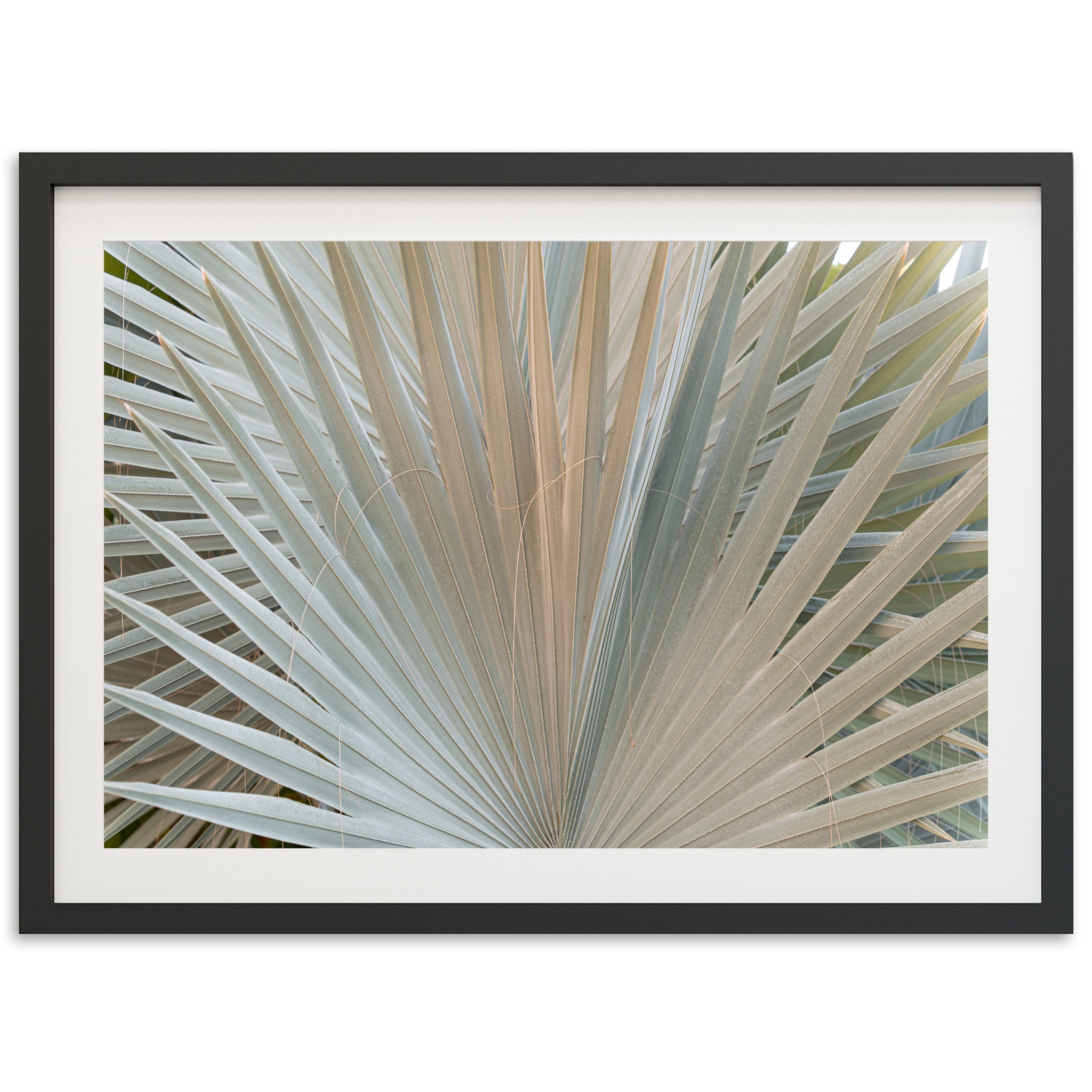 Gold & Green - Shutter and Frame