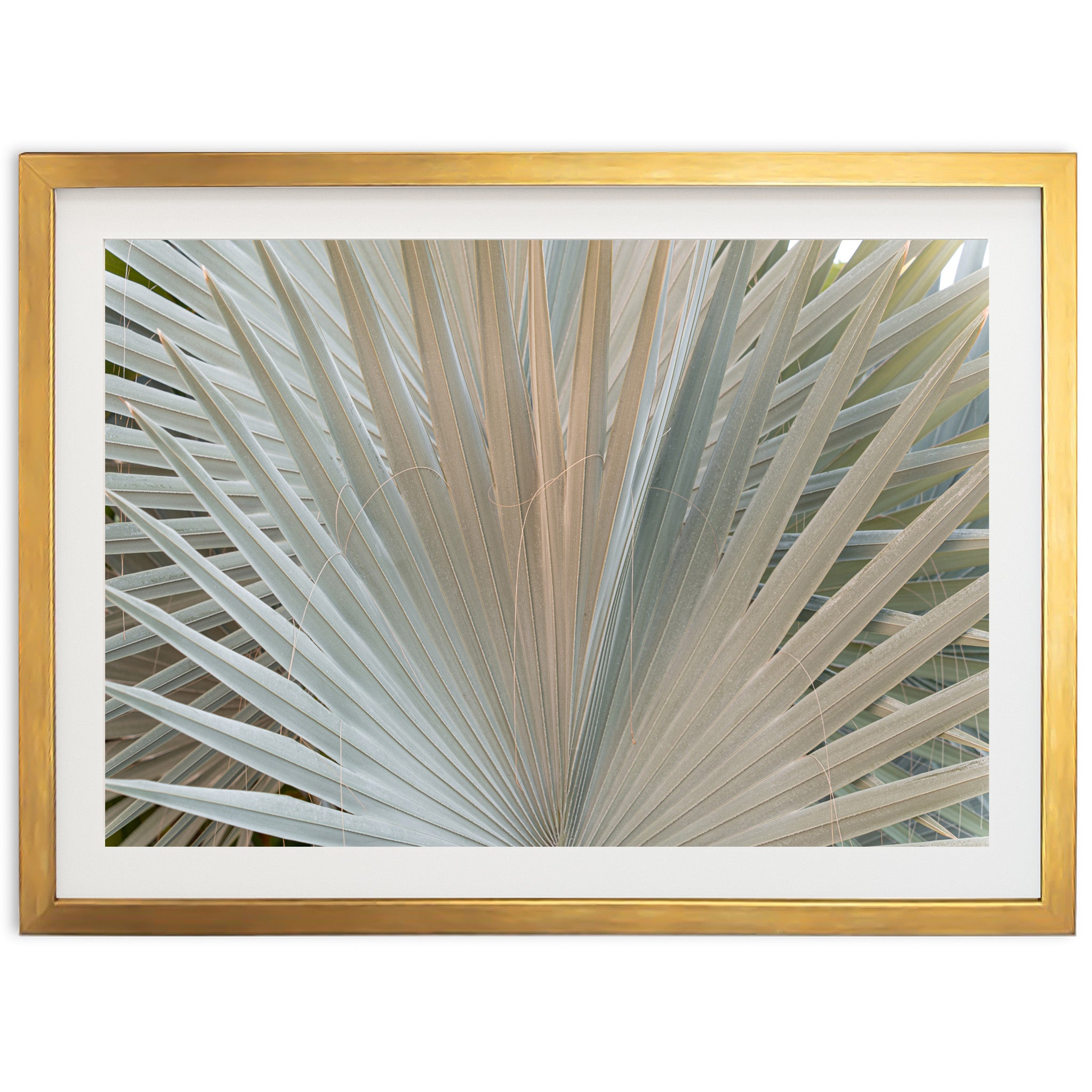 Gold & Green - Shutter and Frame