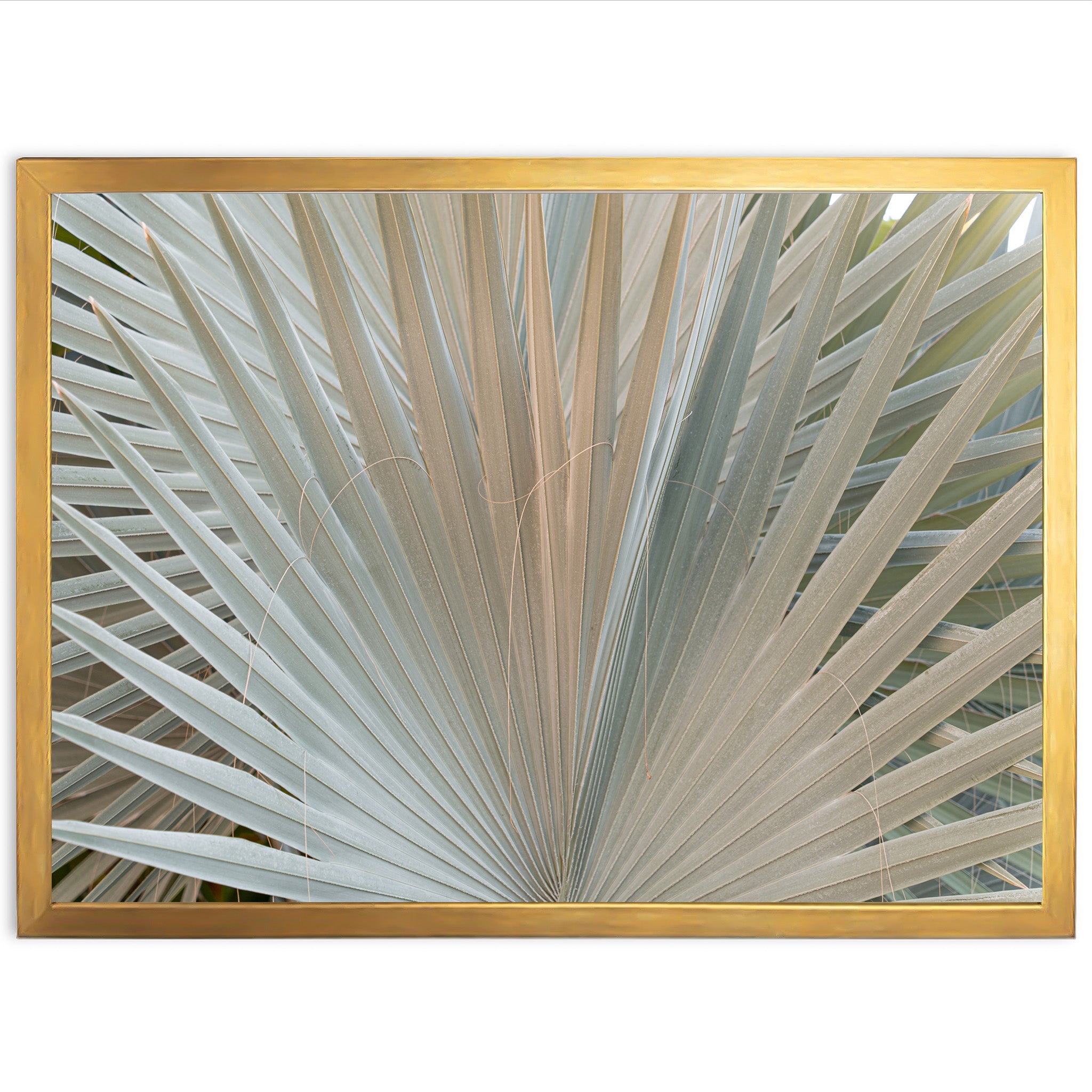 Gold & Green - Shutter and Frame