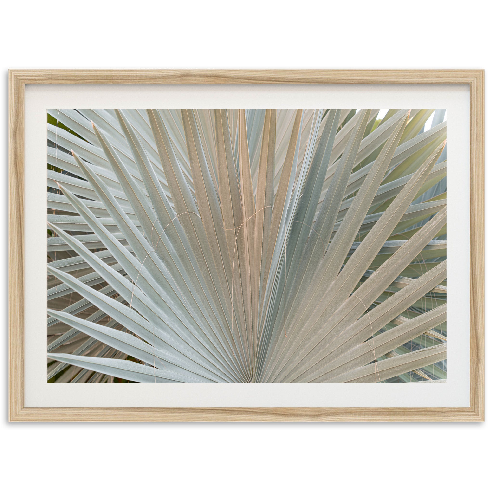 Gold & Green - Shutter and Frame