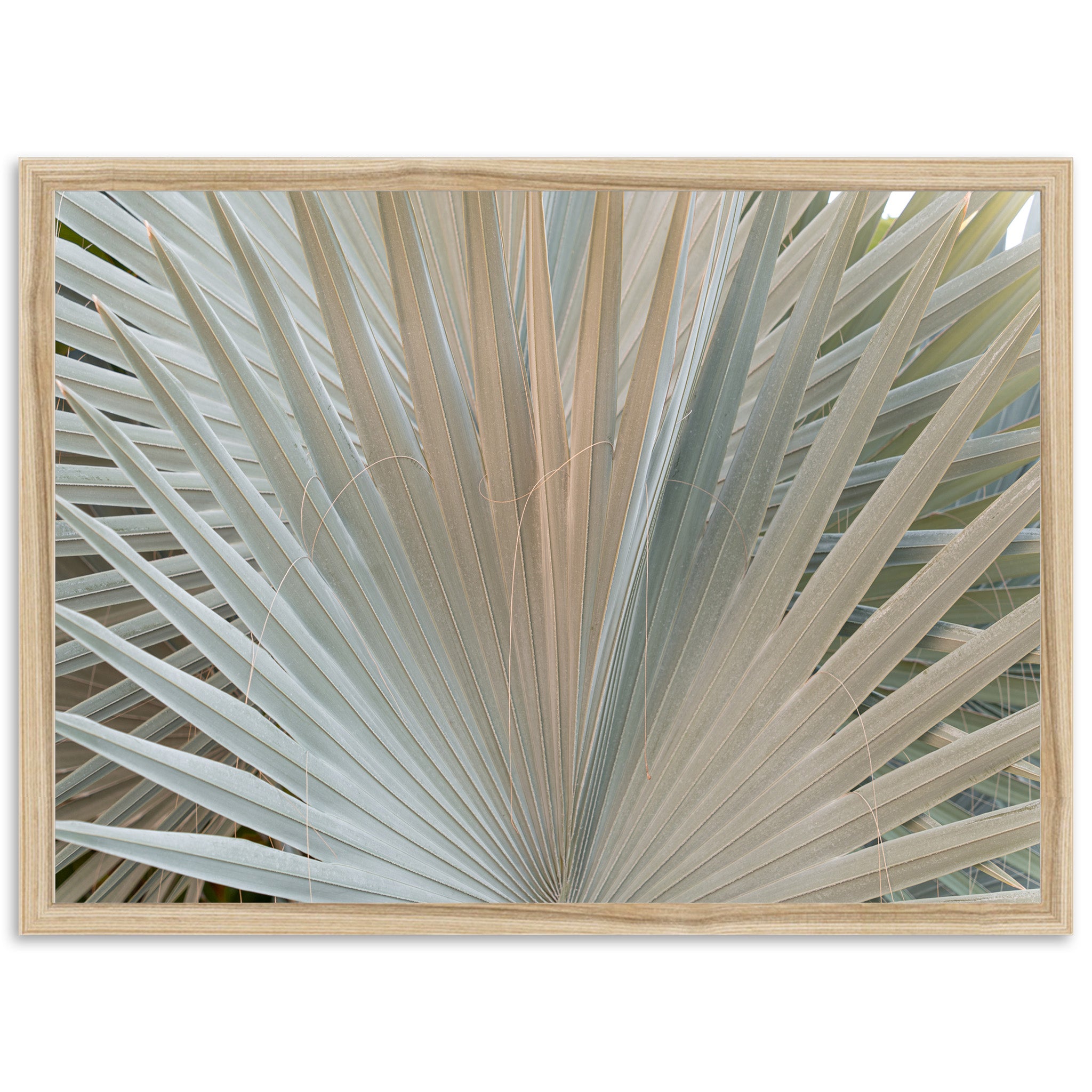 Gold & Green - Shutter and Frame