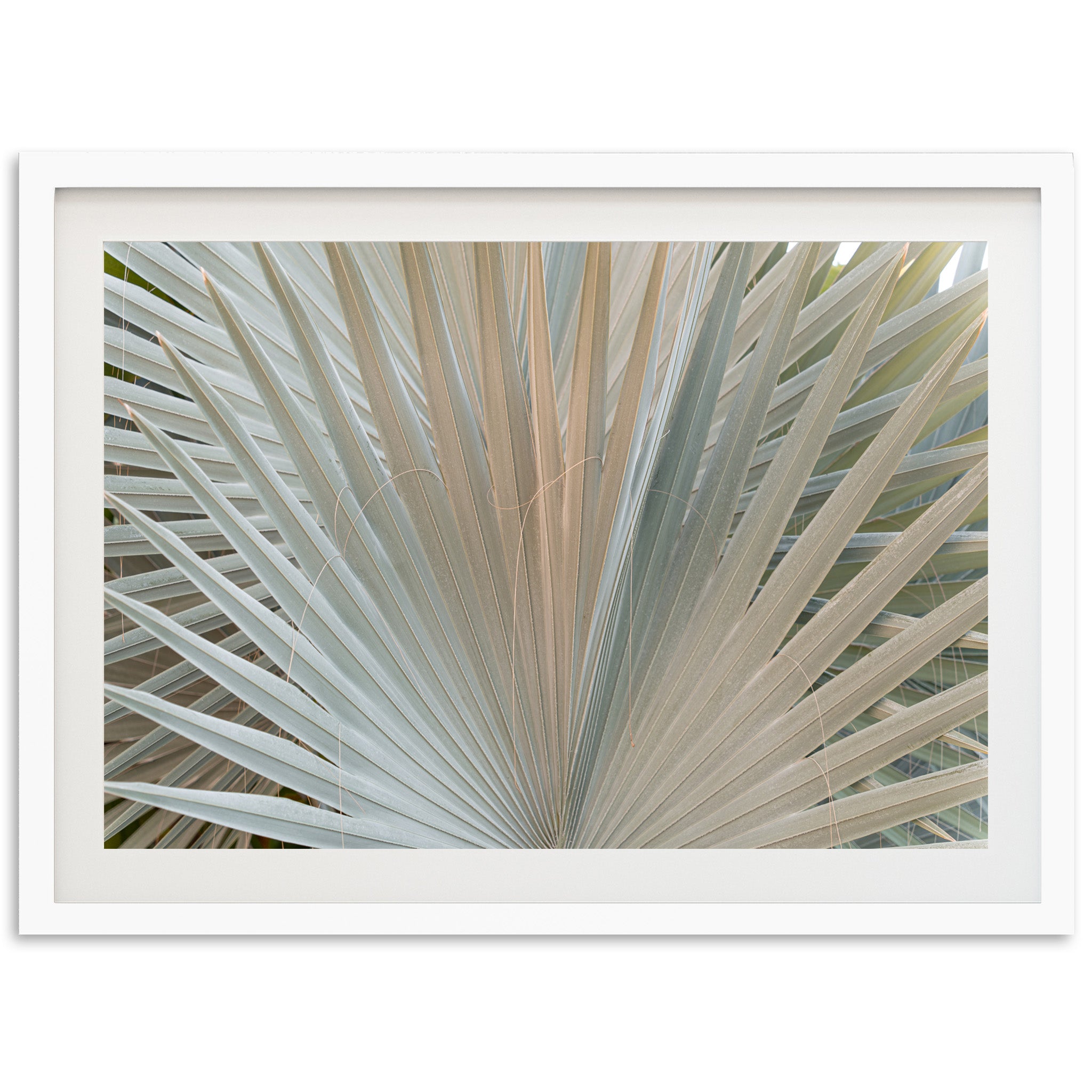 Gold & Green - Shutter and Frame