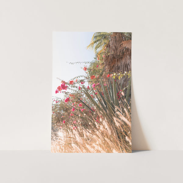 Acre - Shutter and Frame