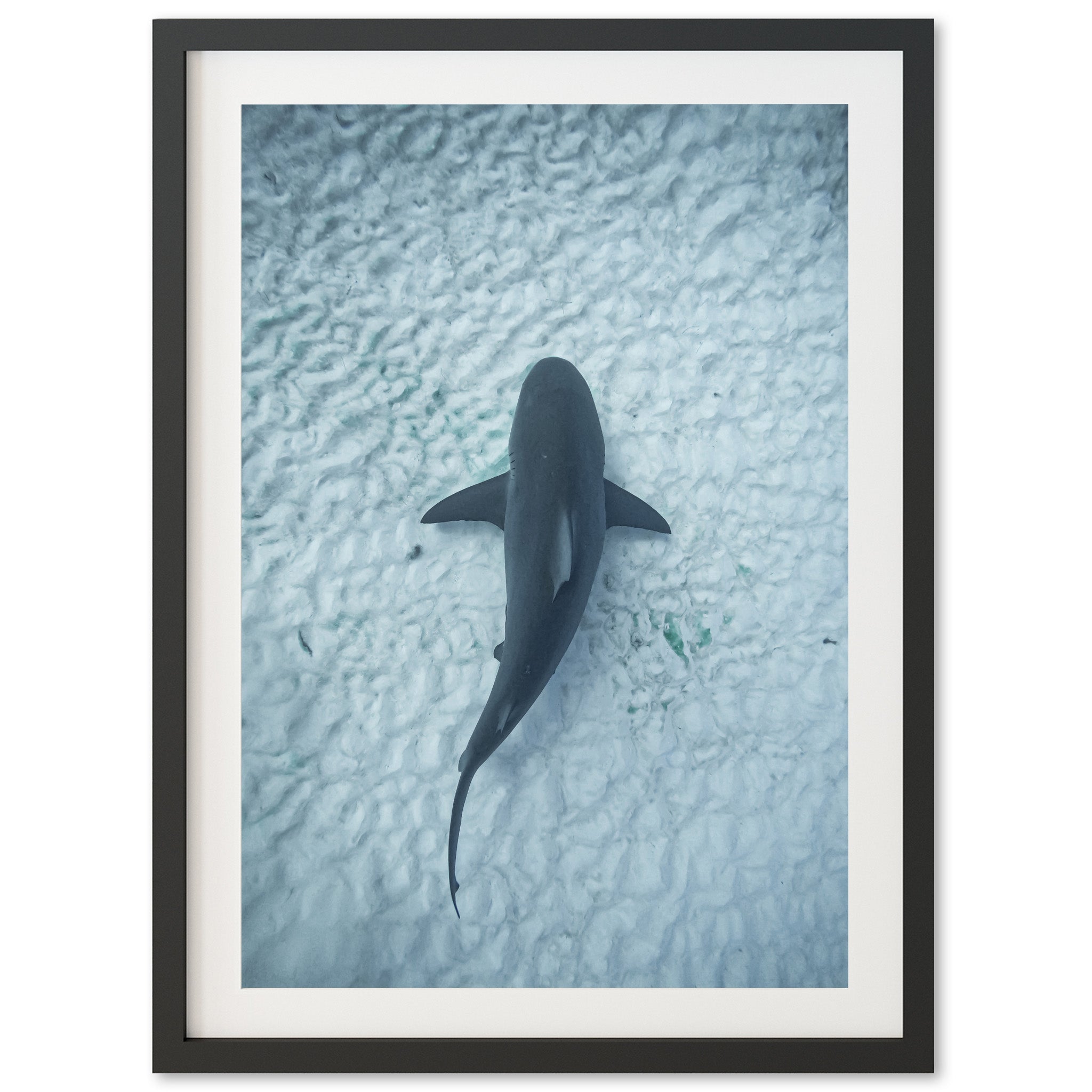 Bull Shark - Shutter and Frame