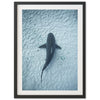 Bull Shark - Shutter and Frame