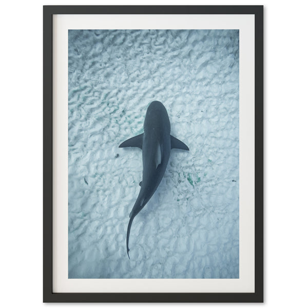 Bull Shark - Shutter and Frame
