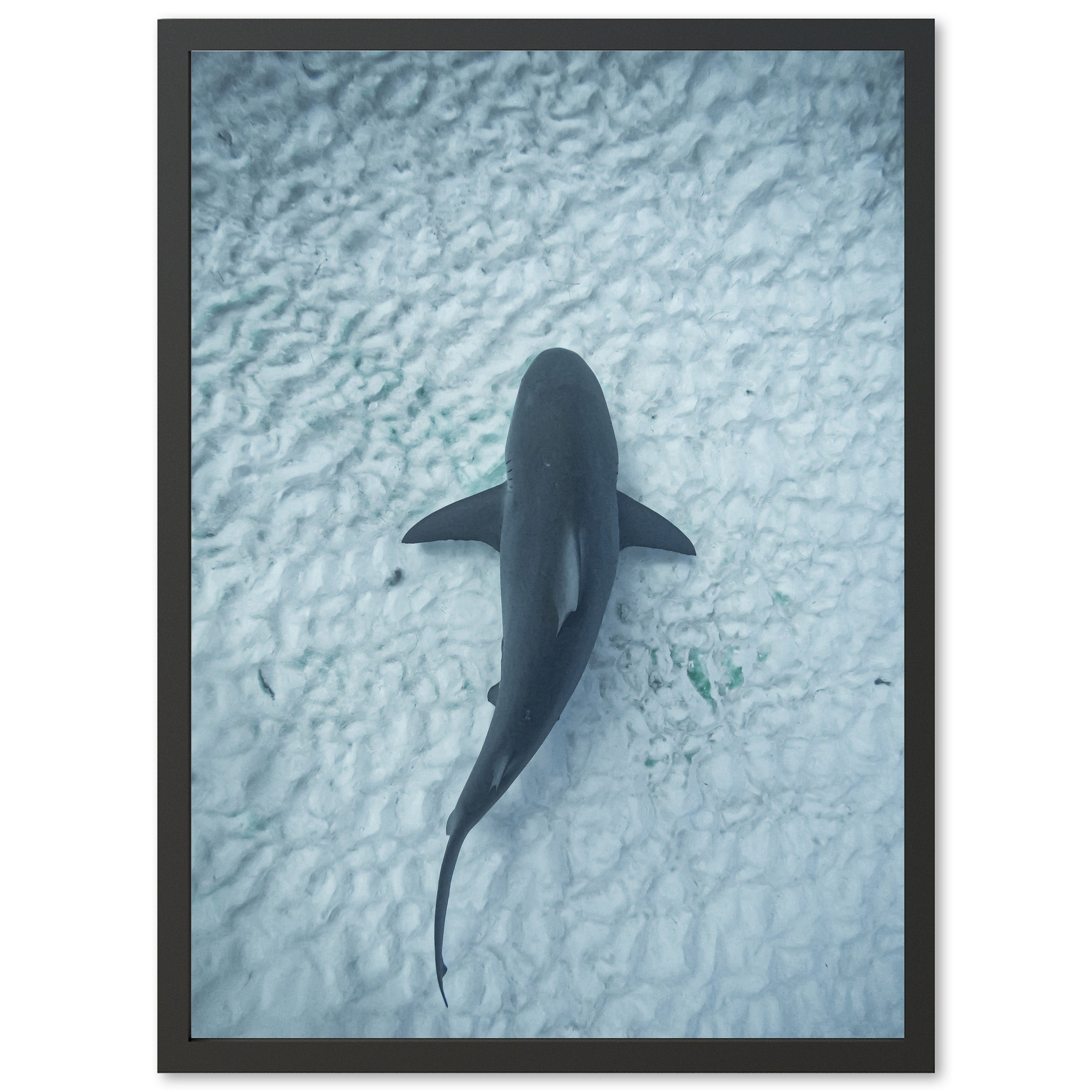 Bull Shark - Shutter and Frame