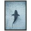 Bull Shark - Shutter and Frame