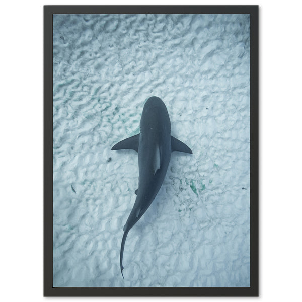 Bull Shark - Shutter and Frame