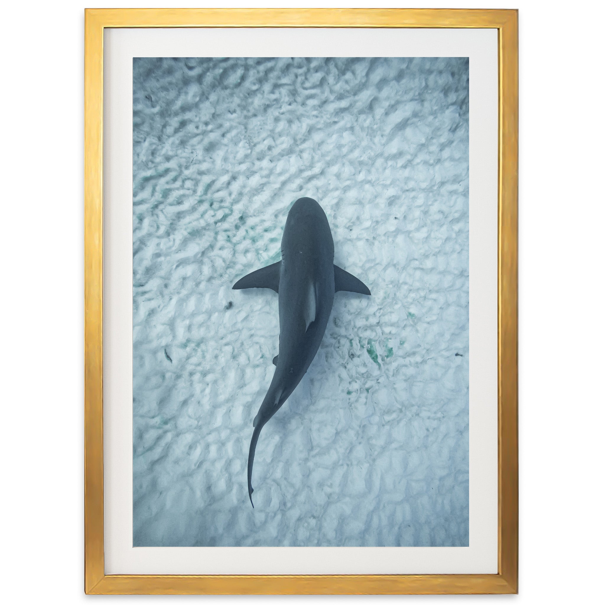 Bull Shark - Shutter and Frame