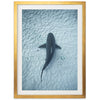Bull Shark - Shutter and Frame