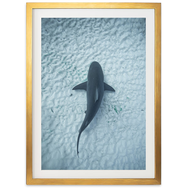 Bull Shark - Shutter and Frame