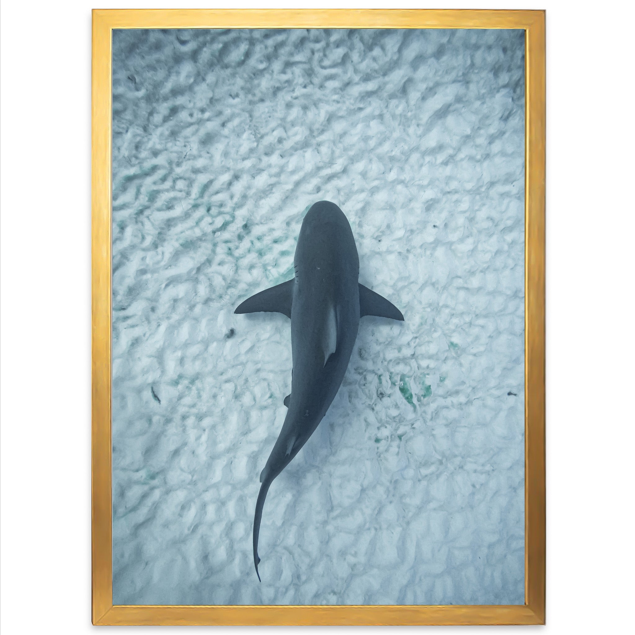 Bull Shark - Shutter and Frame