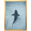 Bull Shark - Shutter and Frame