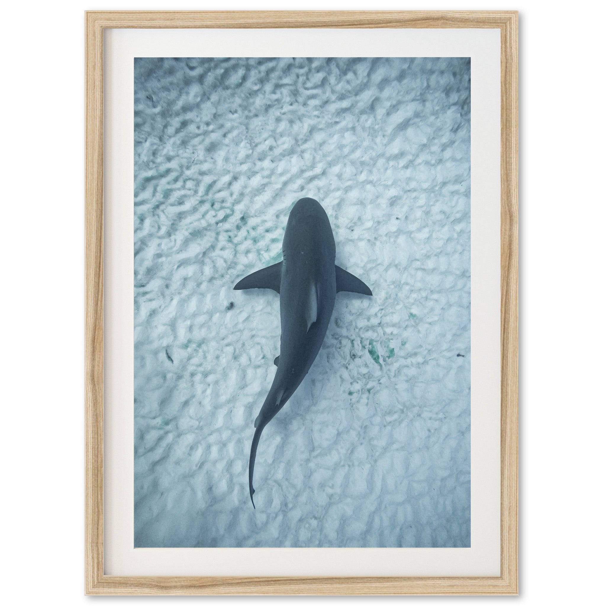 Bull Shark - Shutter and Frame