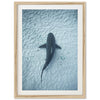 Bull Shark - Shutter and Frame