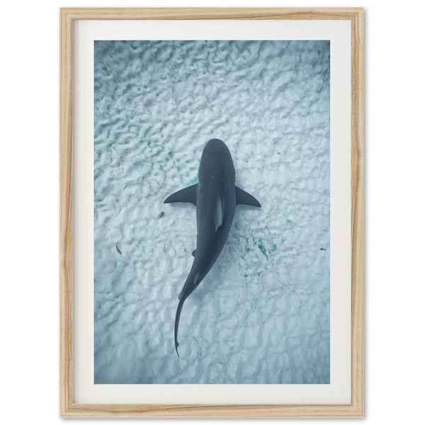 Bull Shark - Shutter and Frame