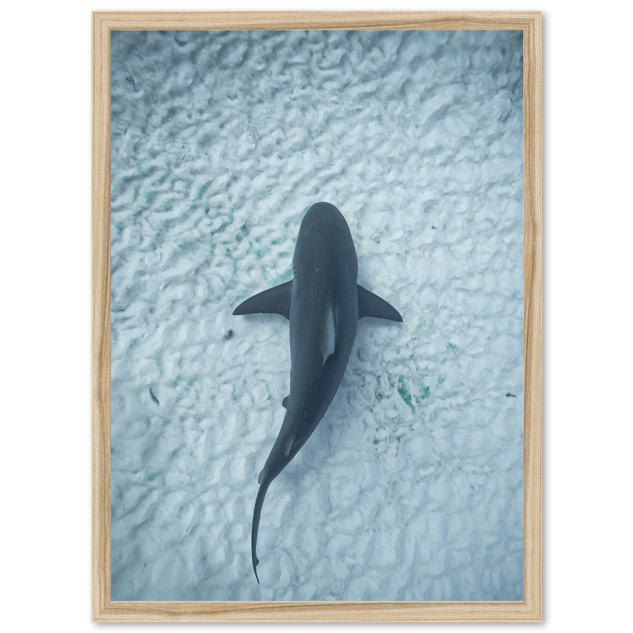 Bull Shark - Shutter and Frame
