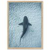 Bull Shark - Shutter and Frame