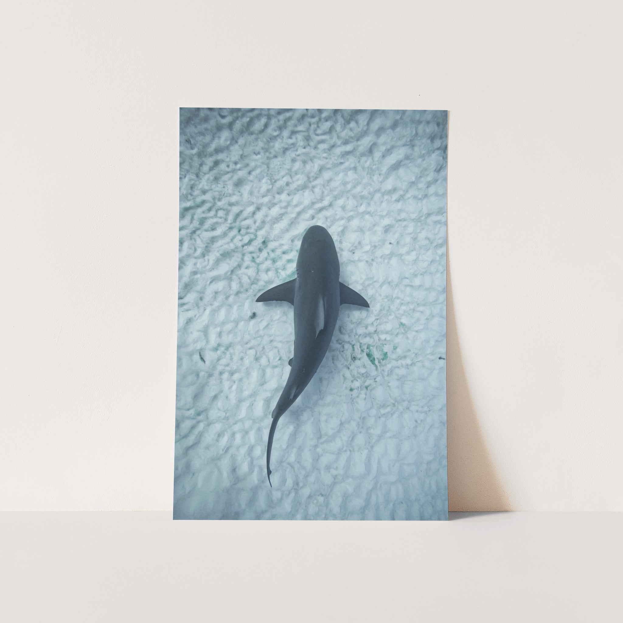 Bull Shark - Shutter and Frame