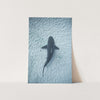 Bull Shark - Shutter and Frame