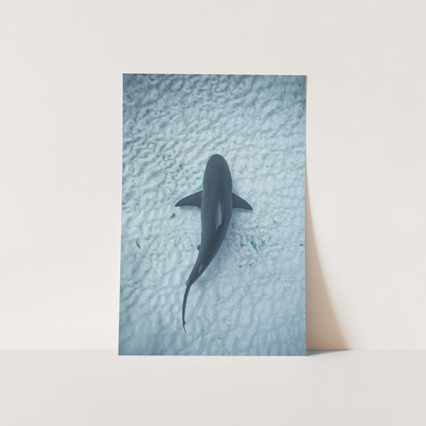 Bull Shark - Shutter and Frame