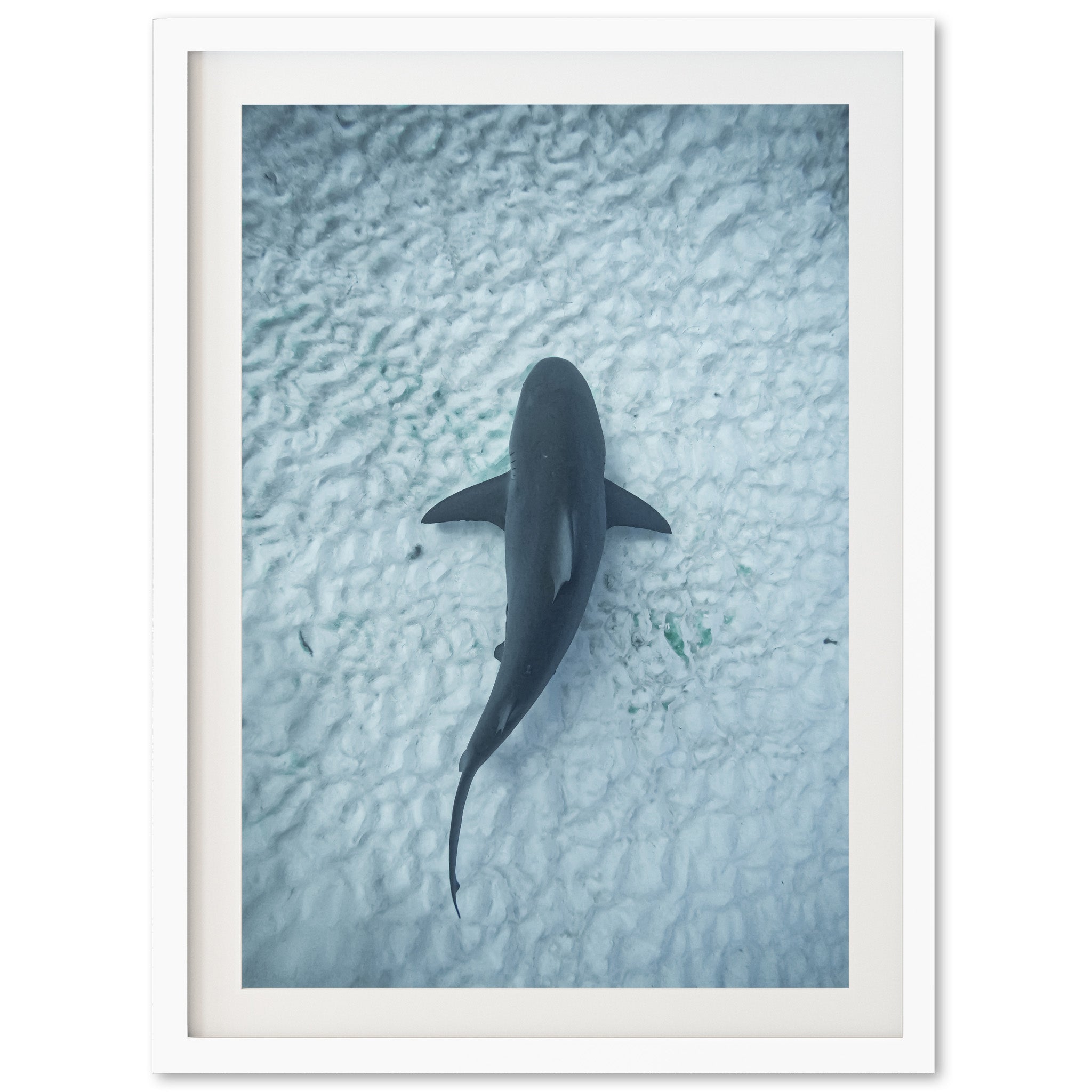 Bull Shark - Shutter and Frame