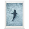 Bull Shark - Shutter and Frame
