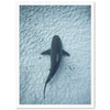 Bull Shark - Shutter and Frame