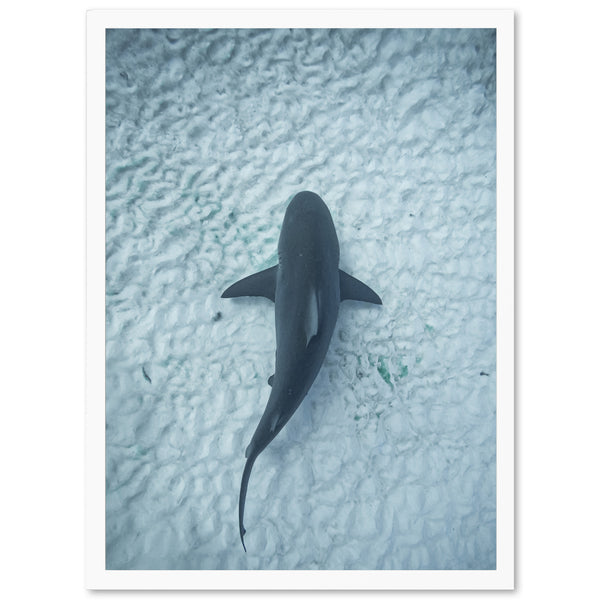 Bull Shark - Shutter and Frame