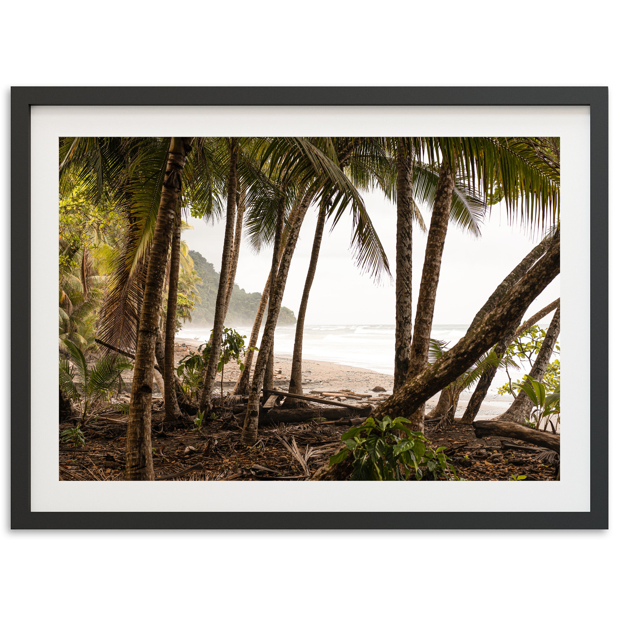Wild Costa - Shutter and Frame
