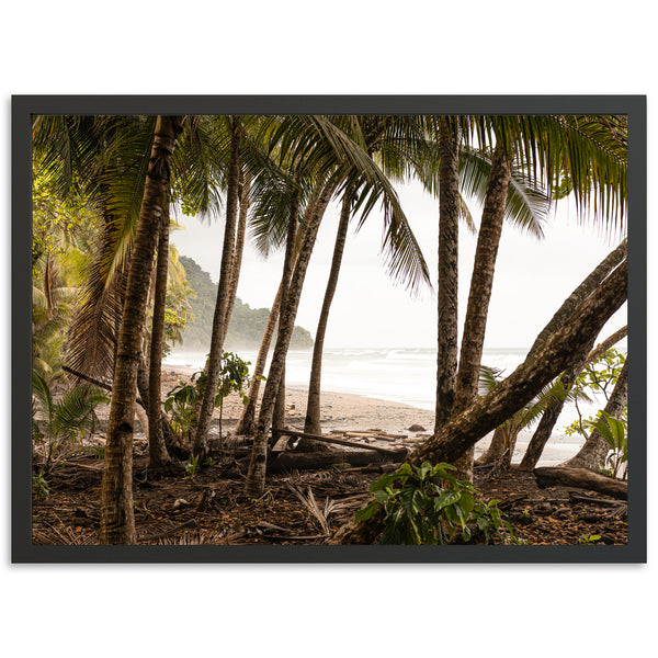 Wild Costa - Shutter and Frame