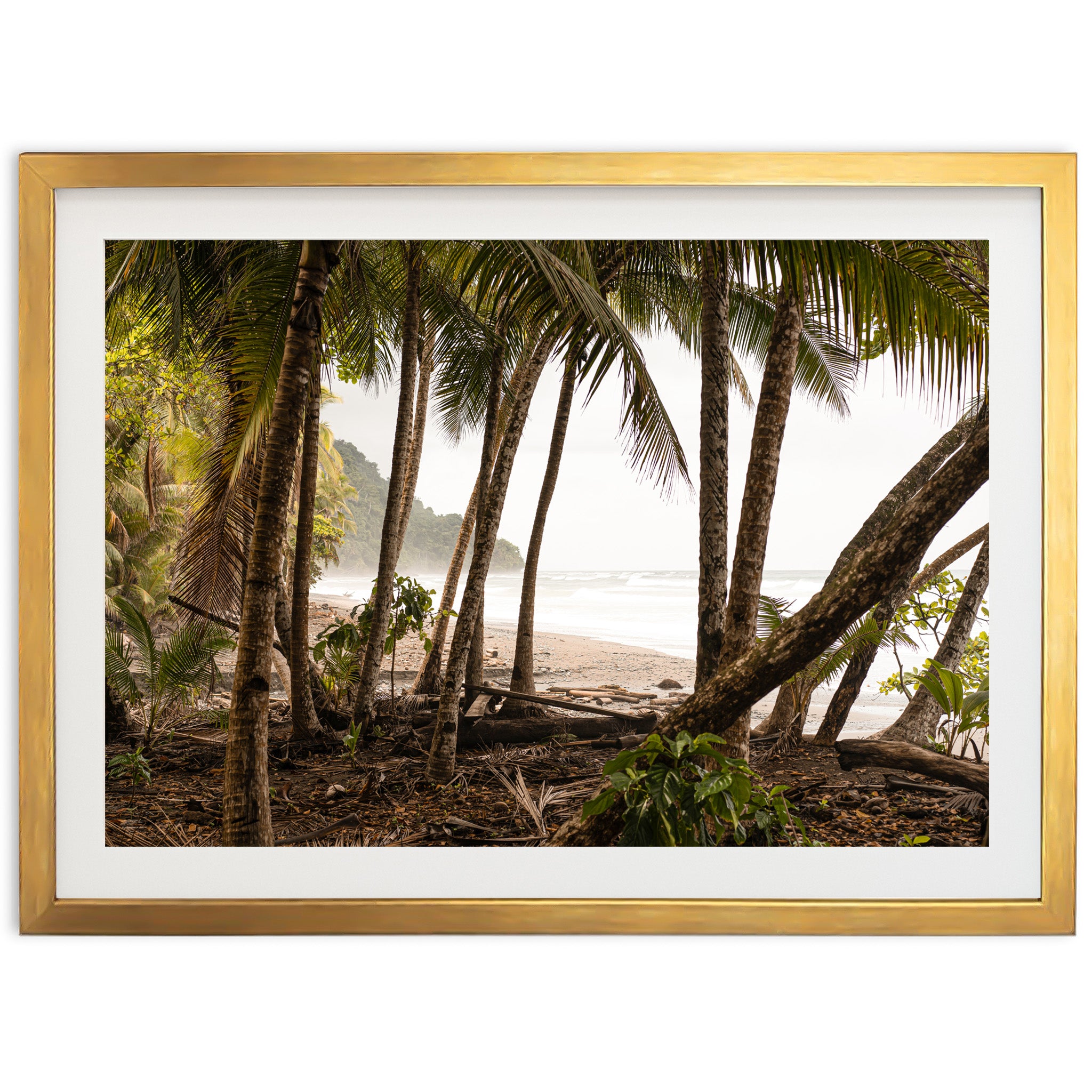 Wild Costa - Shutter and Frame