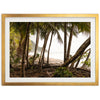 Wild Costa - Shutter and Frame