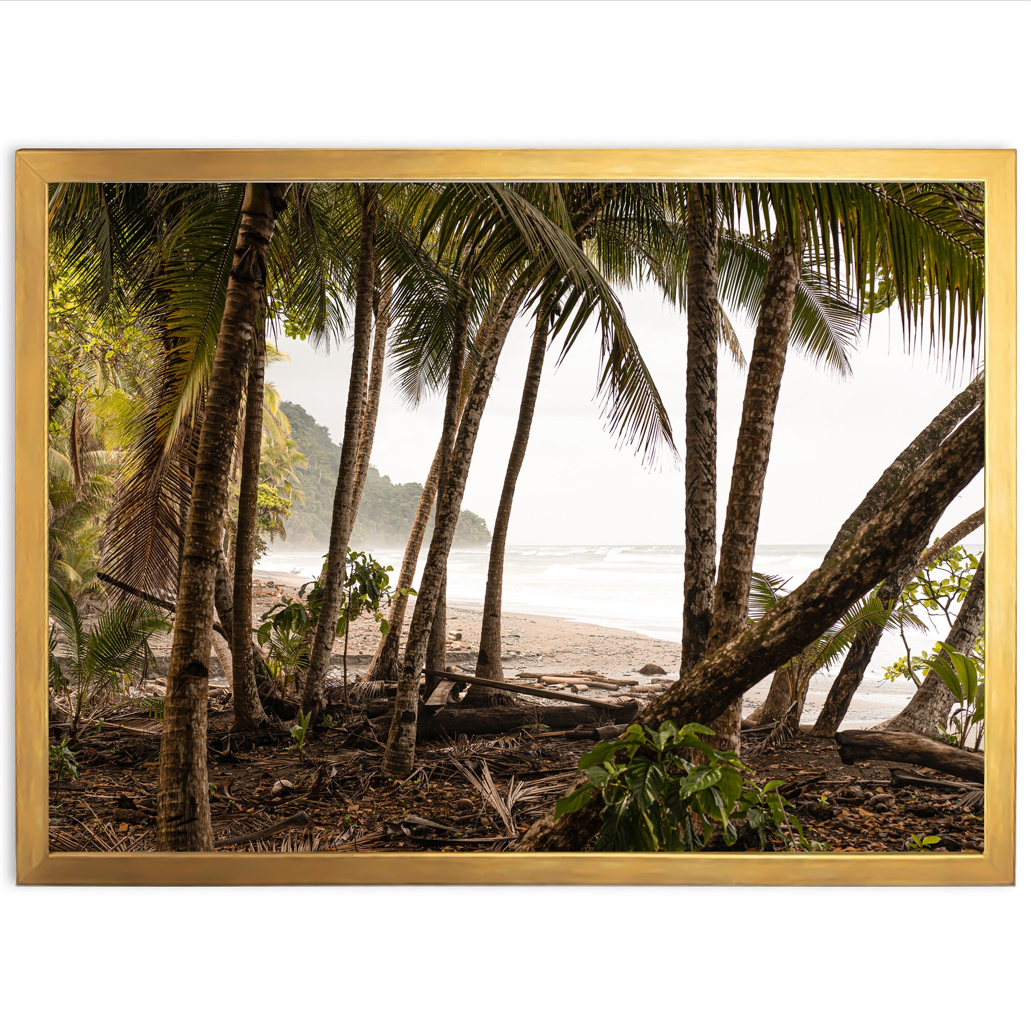 Wild Costa - Shutter and Frame