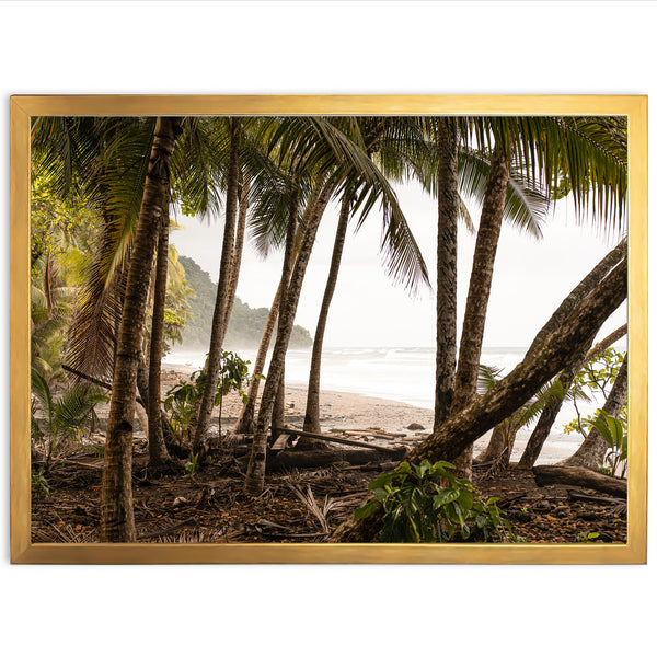 Wild Costa - Shutter and Frame