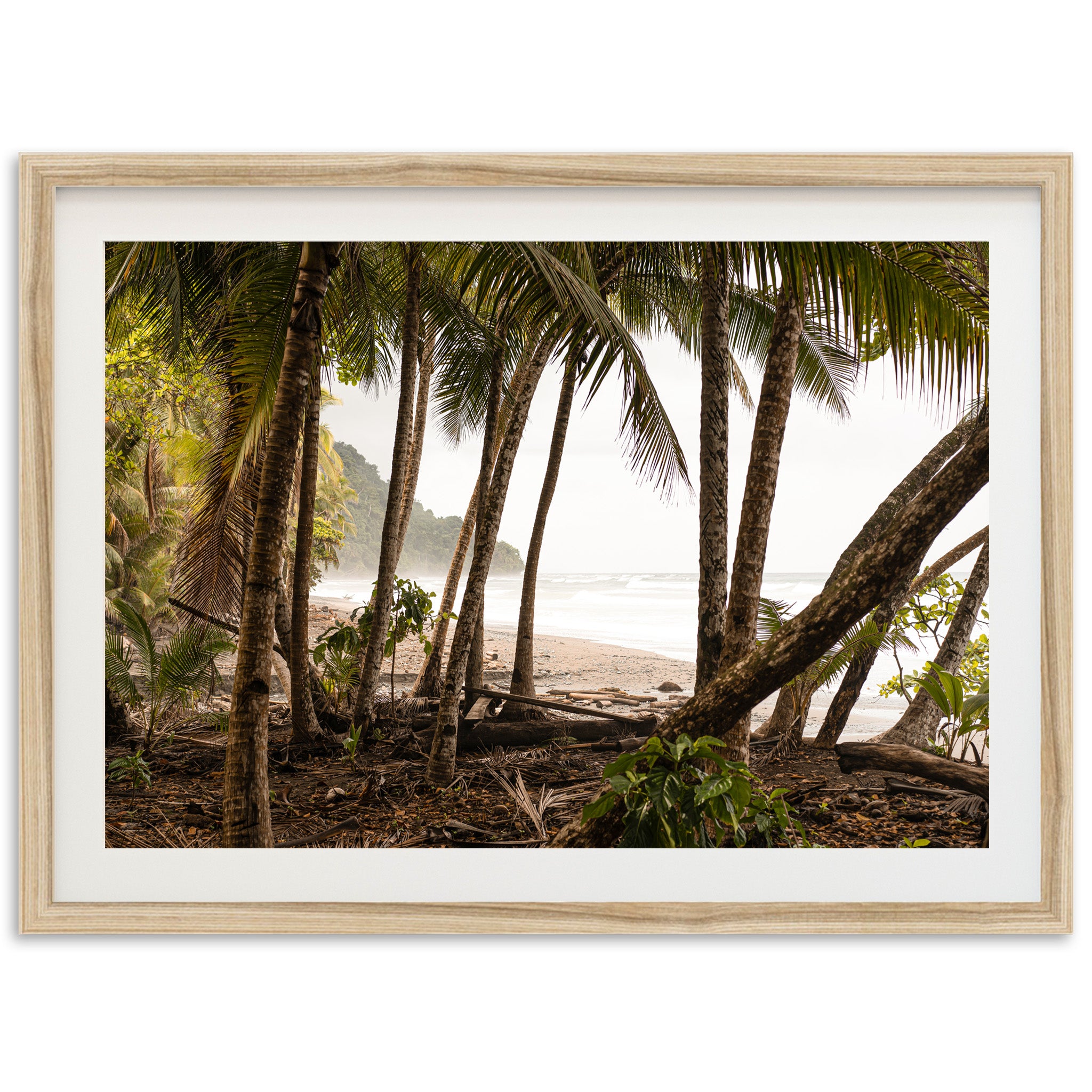 Wild Costa - Shutter and Frame